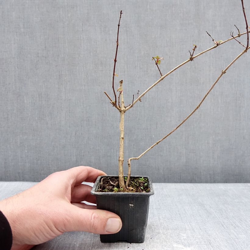 Spécimen de Fuchsia rustique Douce France Godet de 8/9 cm tel que livré en hiver