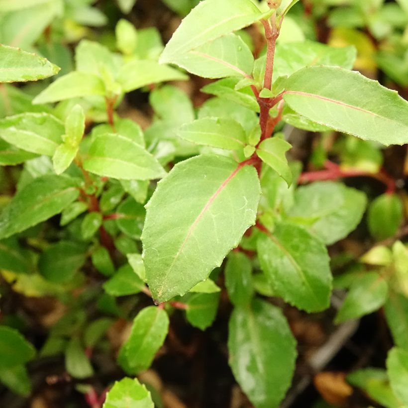 Fuchsia rustique Lady Thumb (Feuillage)