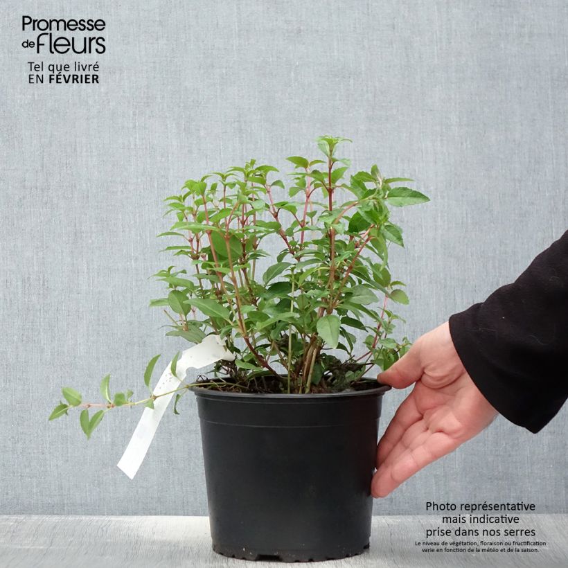 Spécimen de Fuchsia rustique Lady Thumb Pot de 2L/3L tel que livré en hiver