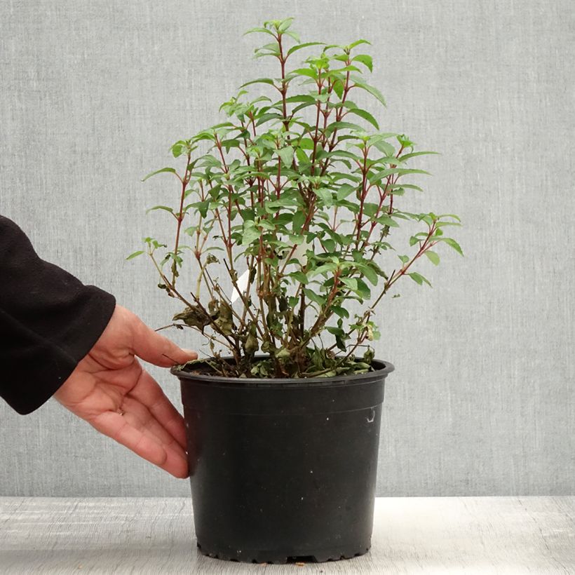 Spécimen de Fuchsia rustique Lady Thumb Pot de 2L/3L tel que livré au printemps