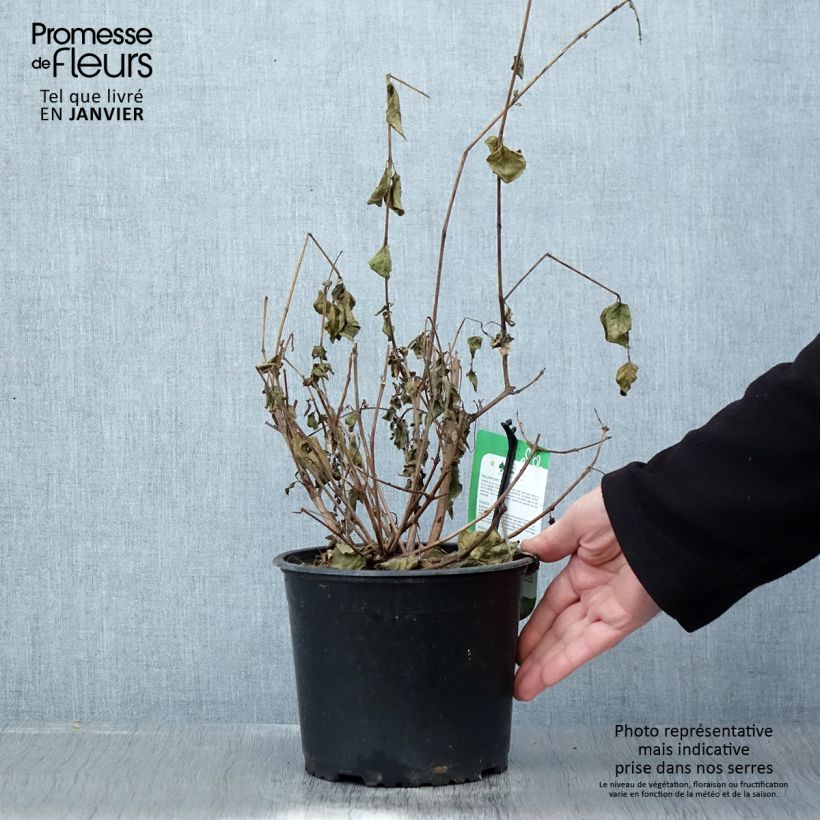 Spécimen de Fuchsia rustique Margaret Pot de 2L/3L tel que livré en hiver