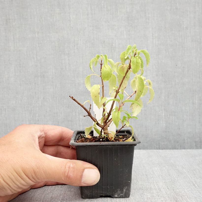 Spécimen de Fuchsia rustique Margaret Thatcher Godet de 8/9 cm tel que livré en été