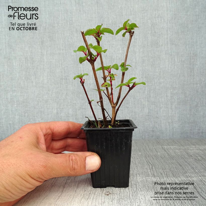 Spécimen de Fuchsia rustique Marjory Black Godet de 7/8 cm tel que livré en automne