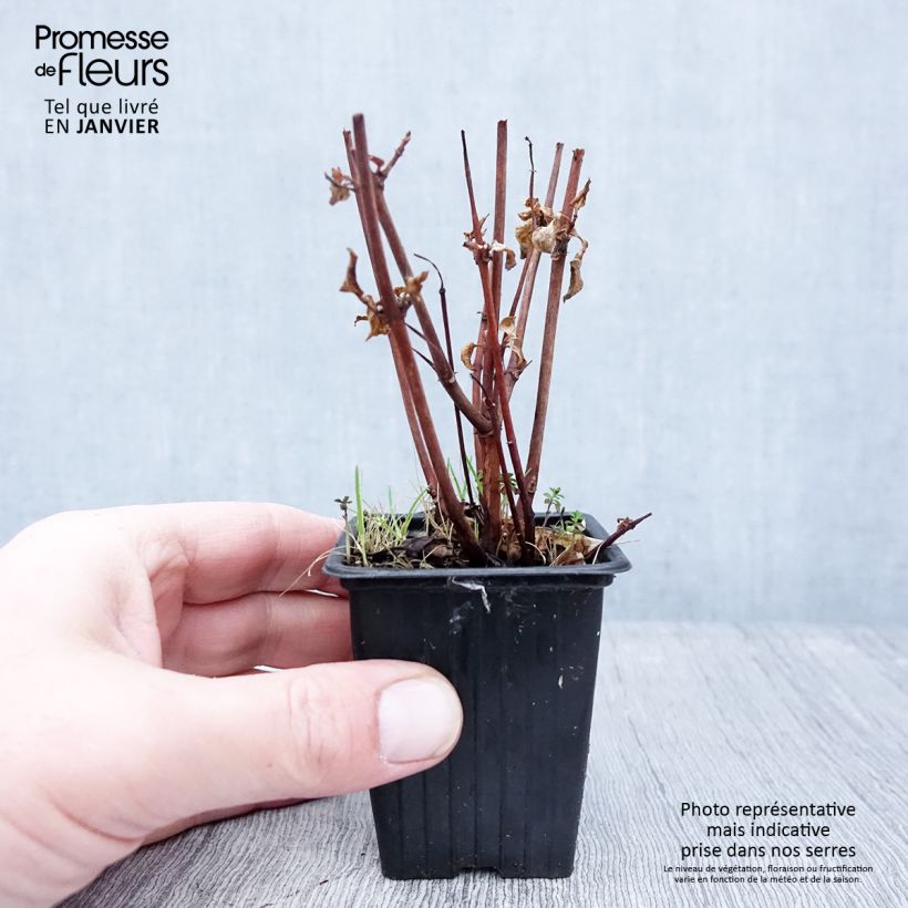 Spécimen de Fuchsia rustique Marjory Black Godet de 7/8 cm tel que livré en hiver