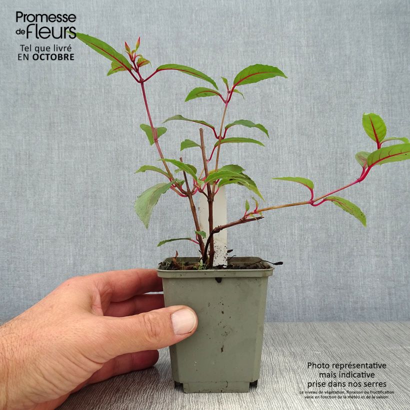 Spécimen de Fuchsia rustique Mme Cornelissen Godet de 7/8 cm tel que livré en automne