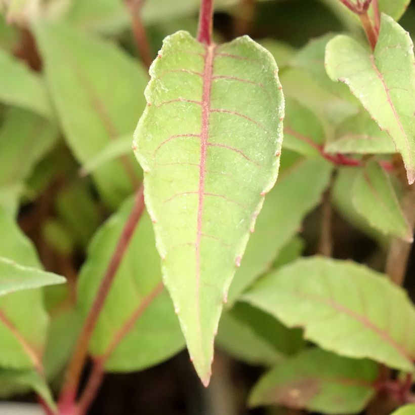 Fuchsia rustique Mme Cornelissen (Feuillage)
