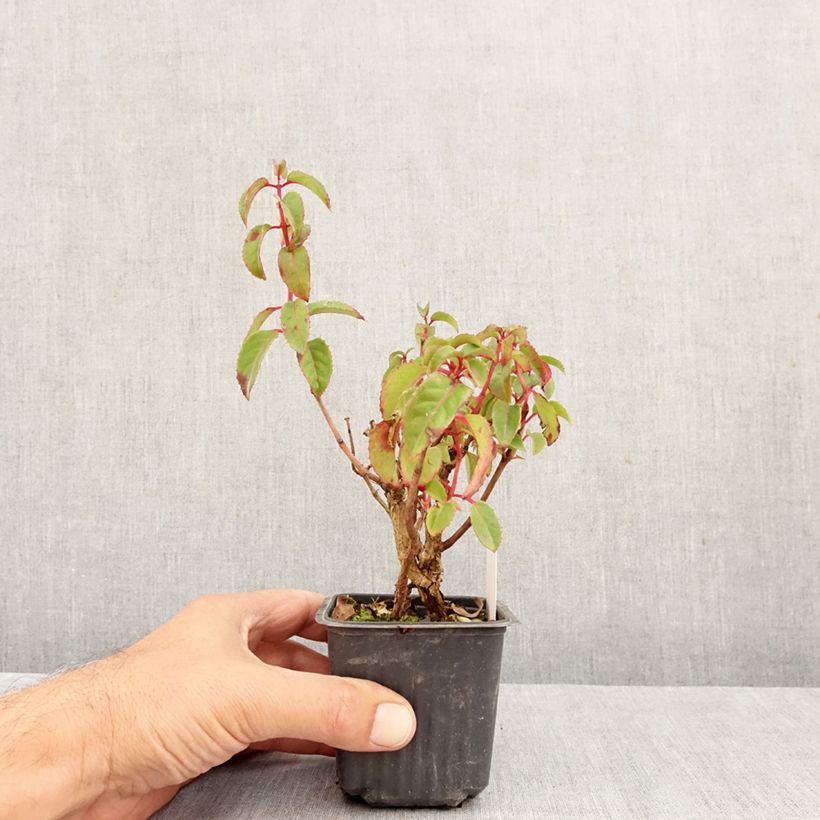 Spécimen de Fuchsia rustique Mrs Popple Godet de 8/9 cm tel que livré en automne