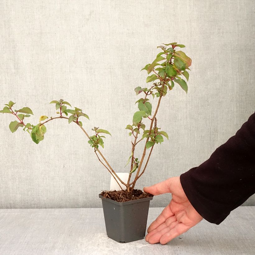 Spécimen de Fuchsia rustique Mrs Popple Godet de 8/9 cm tel que livré au printemps