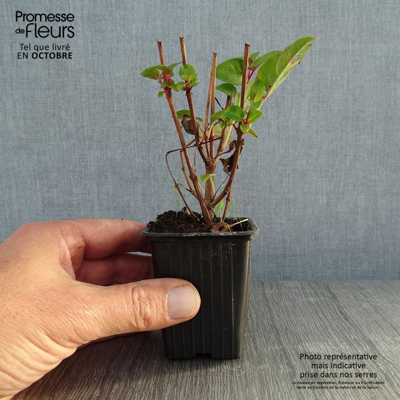 Spécimen de Fuchsia rustique Princess Dollar Godet de 7/8 cm tel que livré en automne