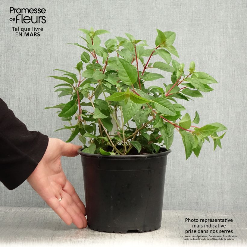 Spécimen de Fuchsia rustique Princess Dollar Pot de 2L/3L tel que livré au printemps