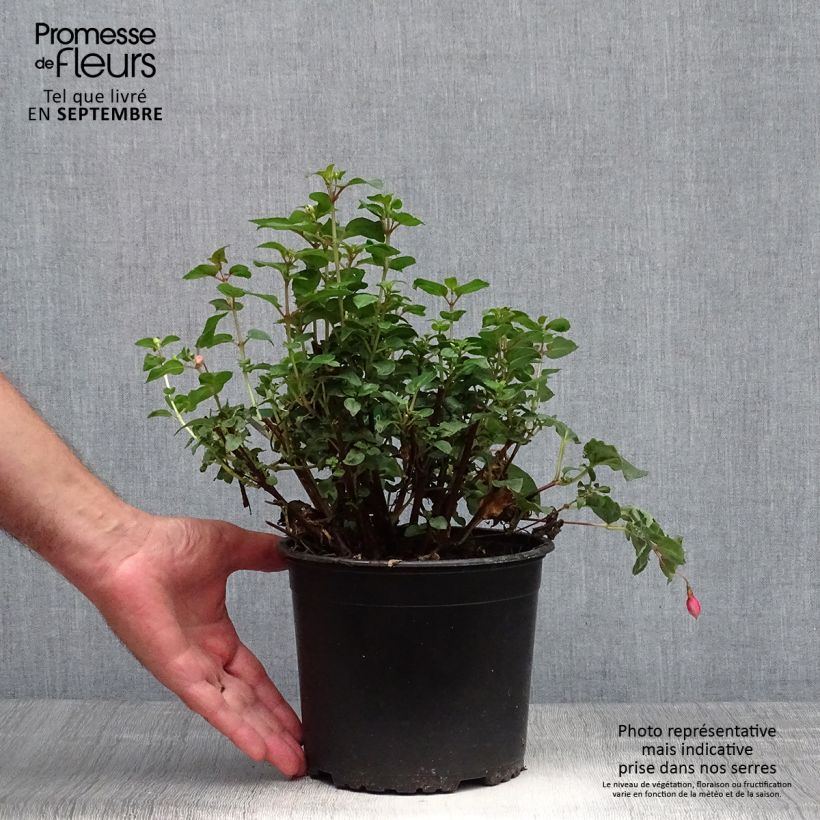 Spécimen de Fuchsia rustique Shrimp Cocktail Pot de 2L/3L tel que livré en automne