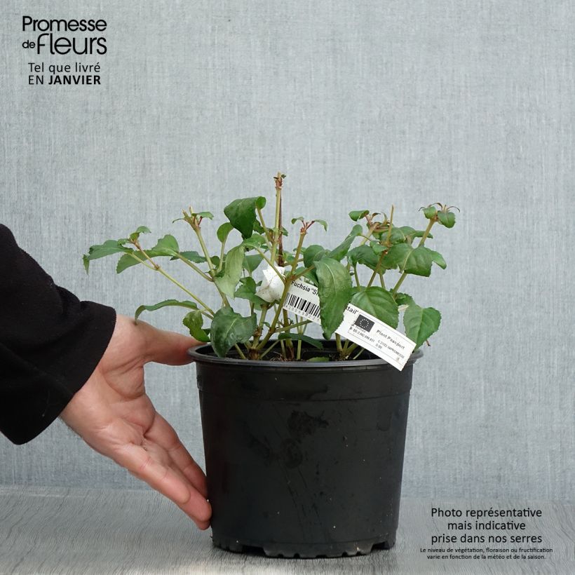 Spécimen de Fuchsia rustique Shrimp Cocktail Pot de 2L/3L tel que livré en hiver
