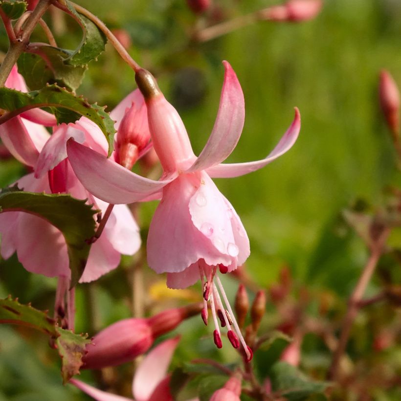 Fuchsia rustique Shrimp Cocktail (Floraison)