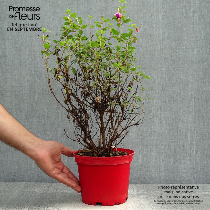 Spécimen de Fuchsia rustique Tom Thumb (Tom Pouce) Pot de 2L/3L tel que livré en automne