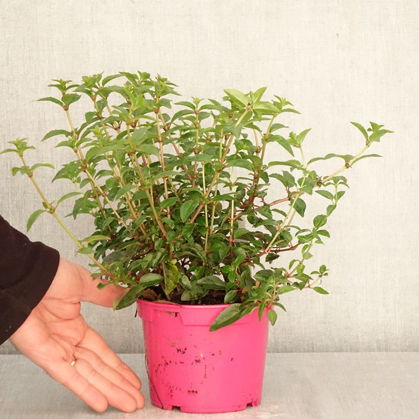 Spécimen de Fuchsia rustique Tom Thumb (Tom Pouce) Pot de 12 cm / 13 cm tel que livré au printemps