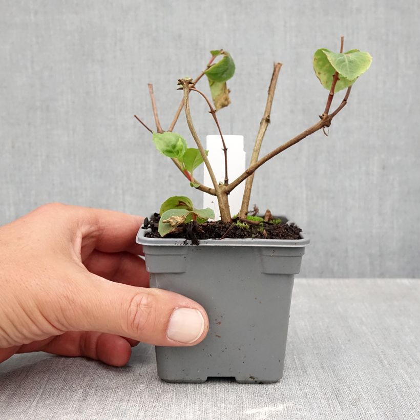 Spécimen de Fuchsia rustique White King Godet de 8/9 cm tel que livré en automne