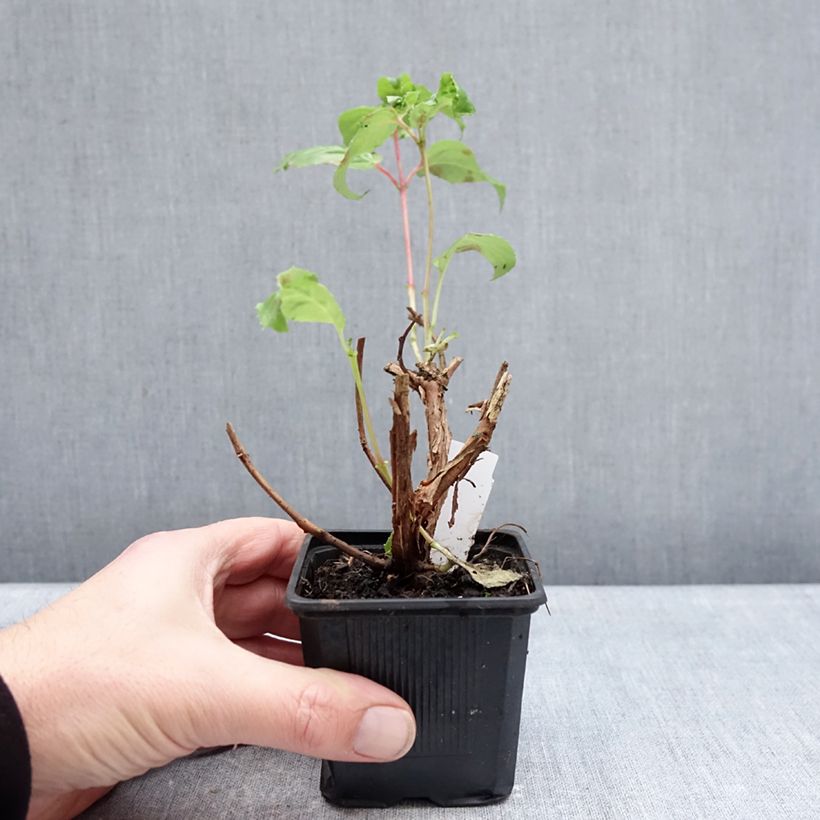 Spécimen de Fuchsia rustique White King Godet de 8/9 cm tel que livré en hiver