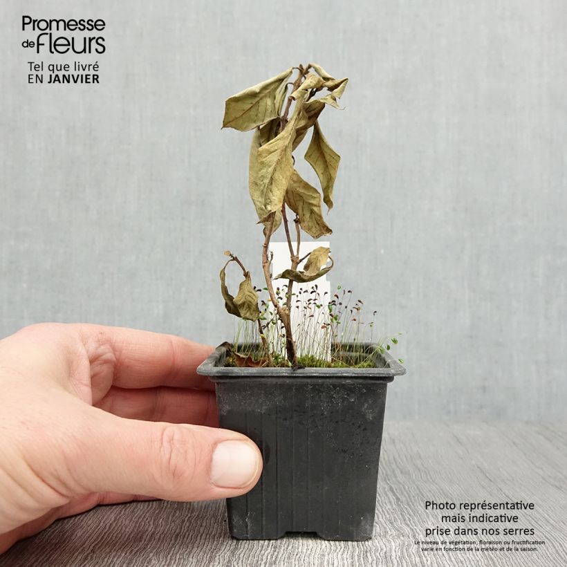 Spécimen de Fuchsia Thalia Godet de 8/9 cm tel que livré en hiver