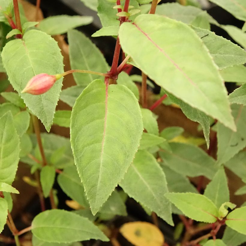 Fuchsia Winston Churchill (Feuillage)