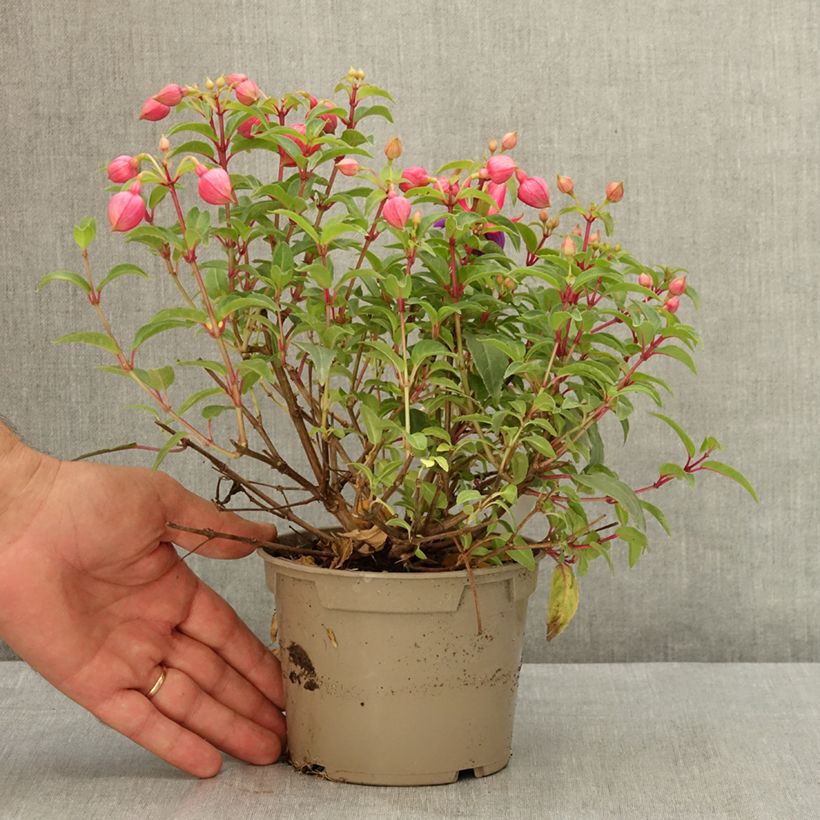 Spécimen de Fuchsia Winston Churchill Pot de 12 cm / 13 cm tel que livré en été