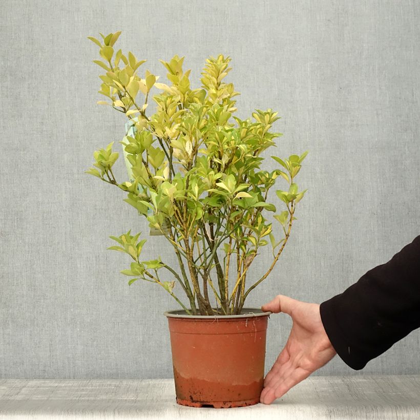 Spécimen de Fusain du Japon - Euonymus japonicus Duc d'Anjou Pot de 3L/4L tel que livré en automne