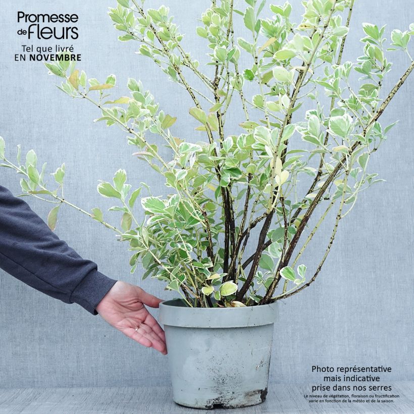 Spécimen de Fusain du Japon - Euonymus japonicus Silver King Pot de 7,5L/10L tel que livré en automne