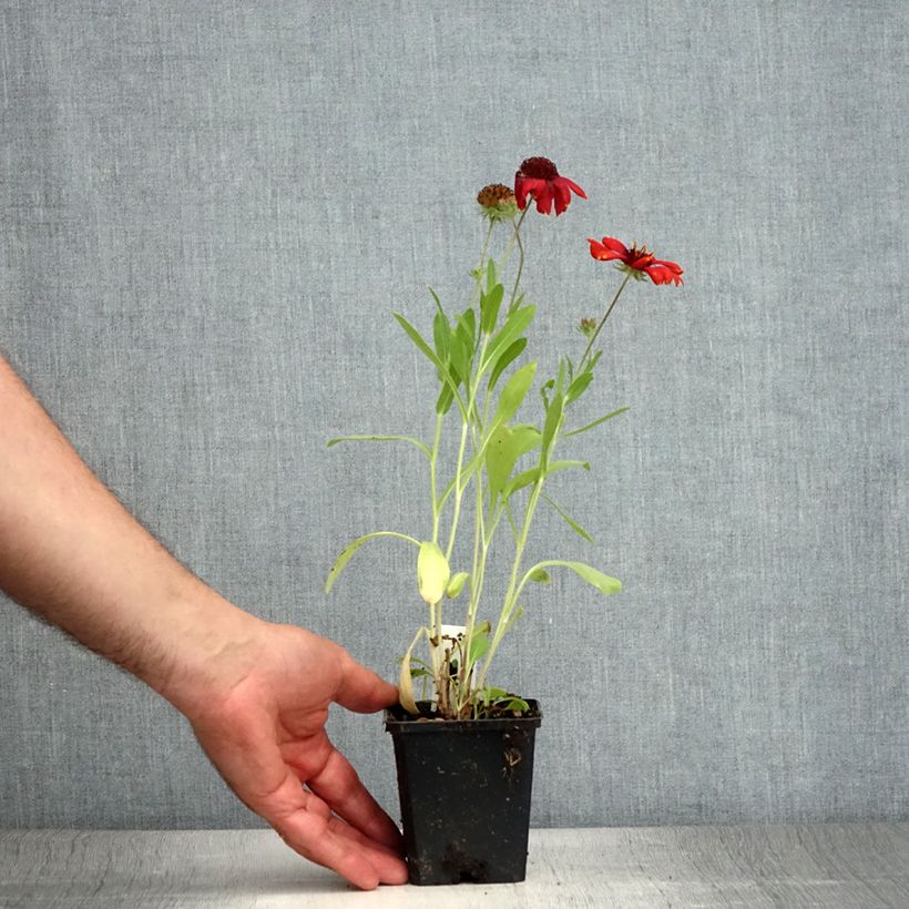 Spécimen de Gaillarde vivace Arizona Red  Godet de 8/9 cm tel que livré en été