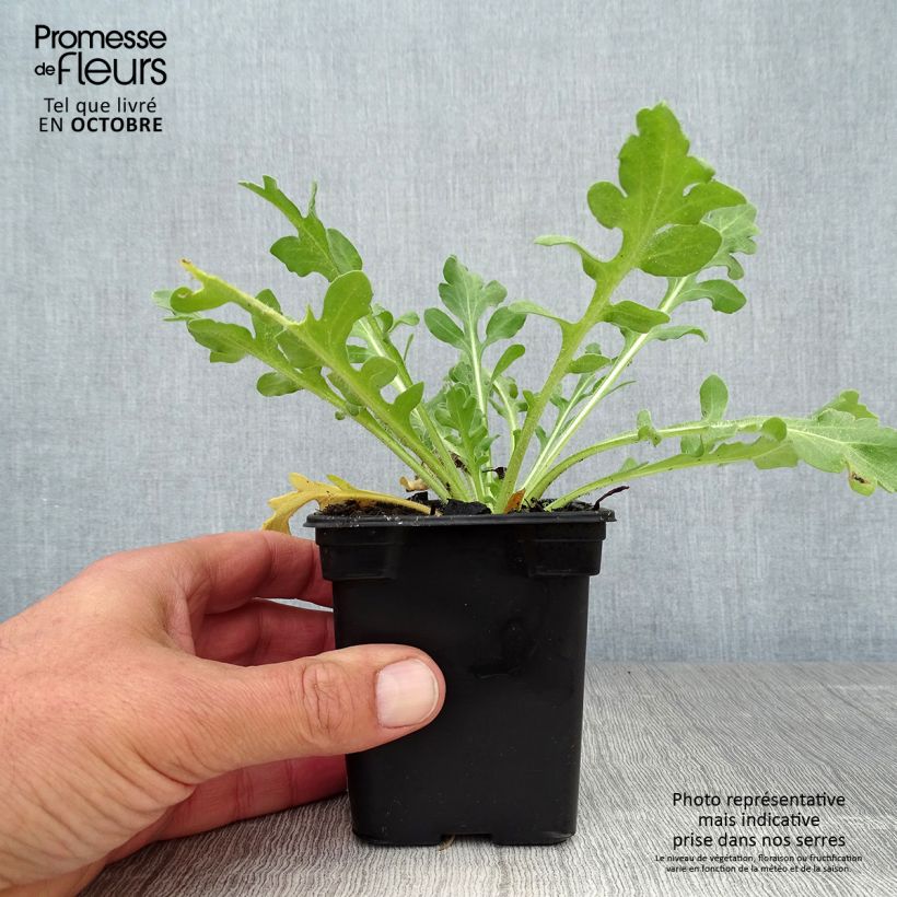 Spécimen de Gaillarde Maxima Aurea (Chloe) Godet de 7/8 cm tel que livré en automne