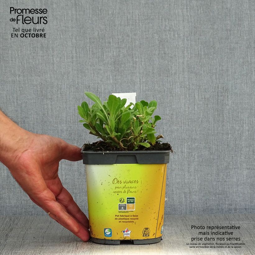 Spécimen de Gaillardia Mesa Bright Bicolor - Gaillarde Pot de 2L/3L tel que livré en automne