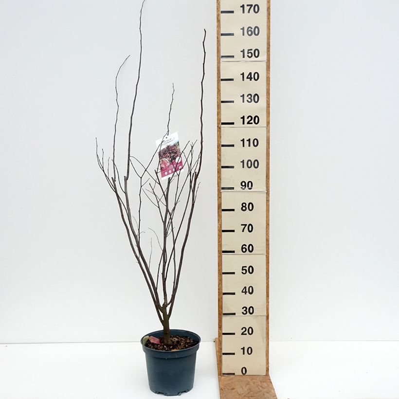 Spécimen de Cercis canadensis Red Force - Gainier du Canada  Pot de 7,5L/10L tel que livré en automne