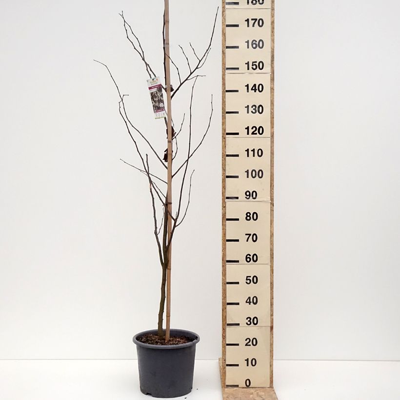 Spécimen de Gainier du Canada - Cercis canadensis Royal White Pot de 12L/15L tel que livré en hiver