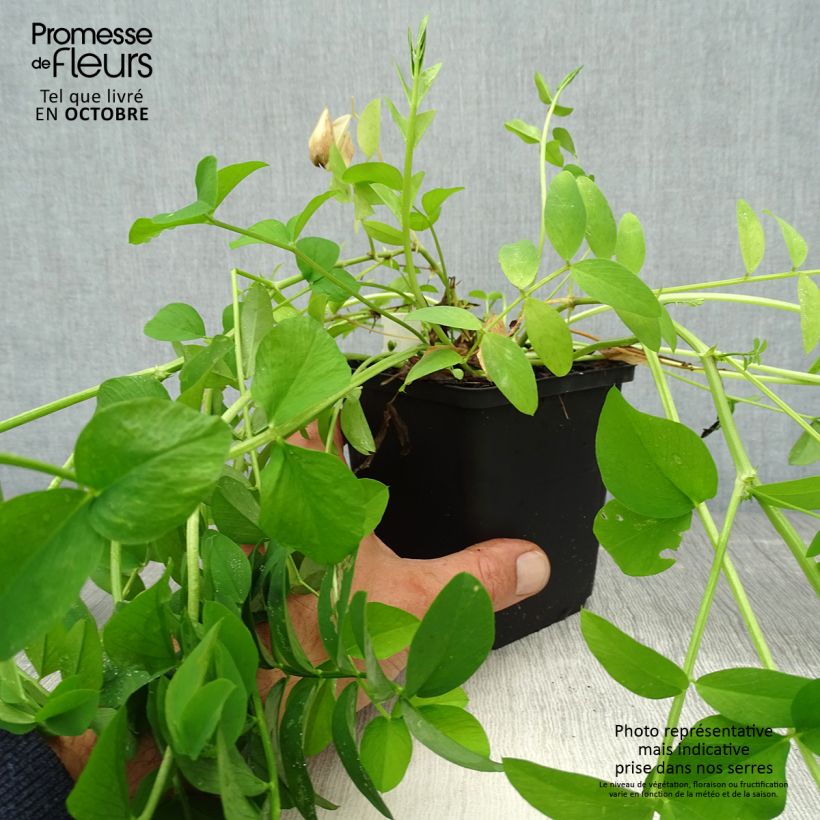 Spécimen de Galega officinalis - Rue des chèvres Godet de 8/9 cm tel que livré en automne