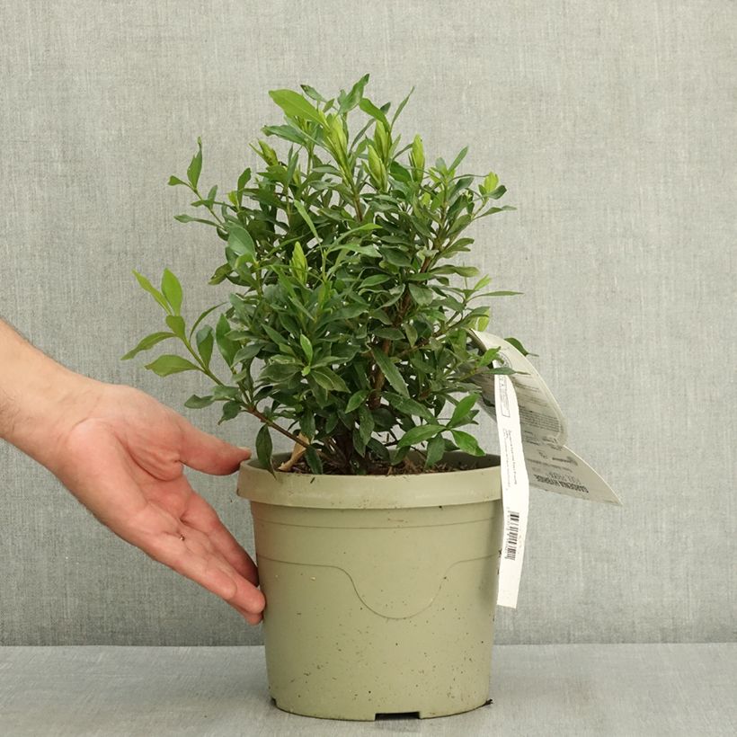 Spécimen de Gardenia hybride Fool Proof Pot de 3L/4L tel que livré en été