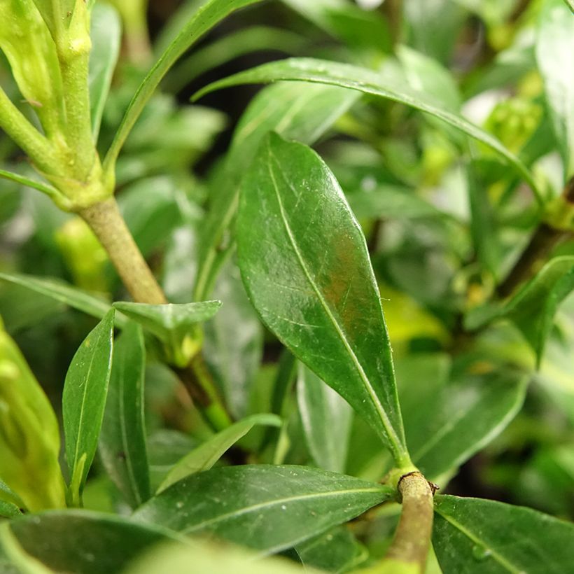 Gardenia Sweetheart - Jasmin du Cap (Feuillage)