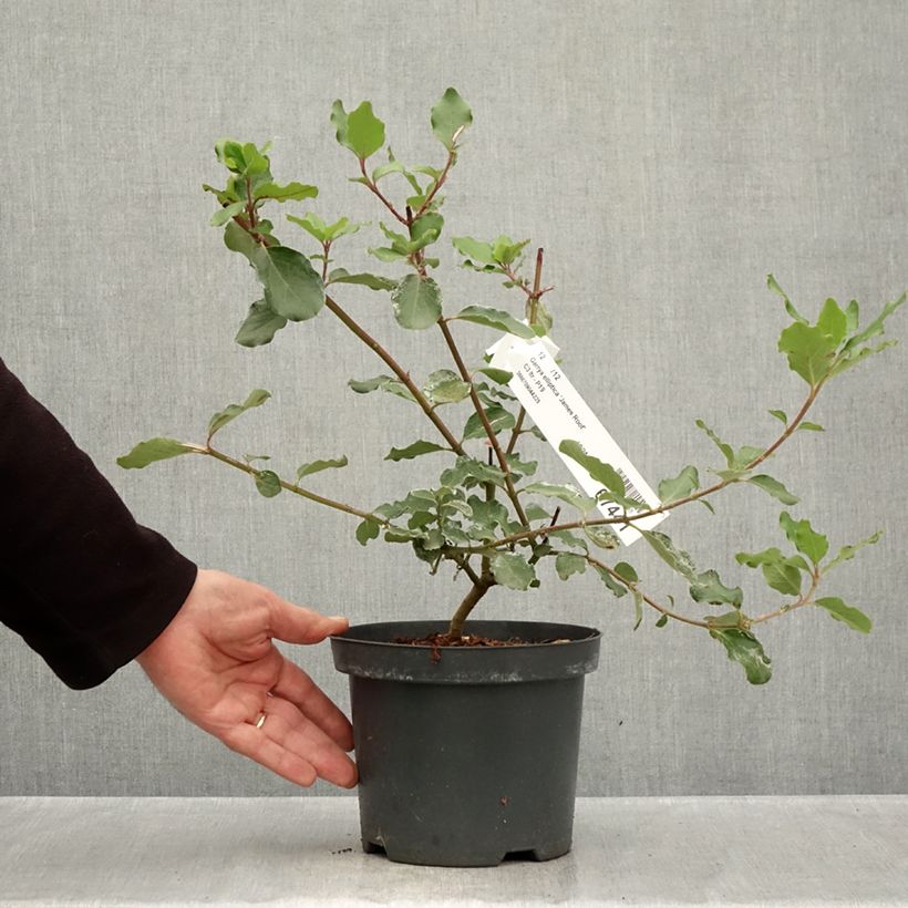 Spécimen de Garrya elliptica James Roof Pot de 2L/3L tel que livré en automne