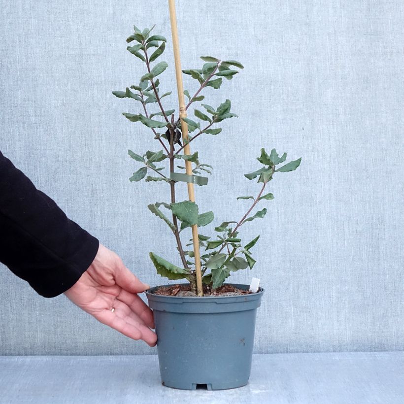 Spécimen de Garrya elliptica James Roof Pot de 2L/3L tel que livré en hiver