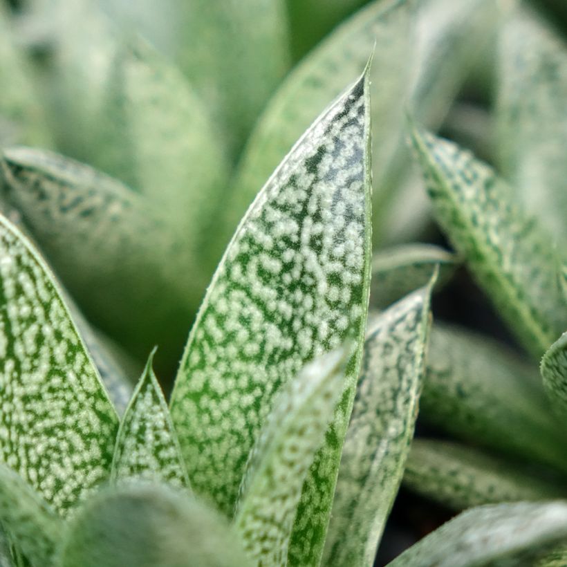 Gasteria D. Nella (Feuillage)