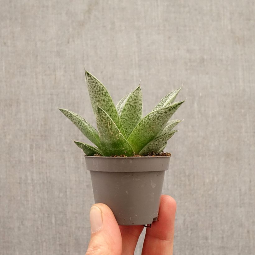 Spécimen de Gasteria D. Nella Mini-plante tel que livré au printemps