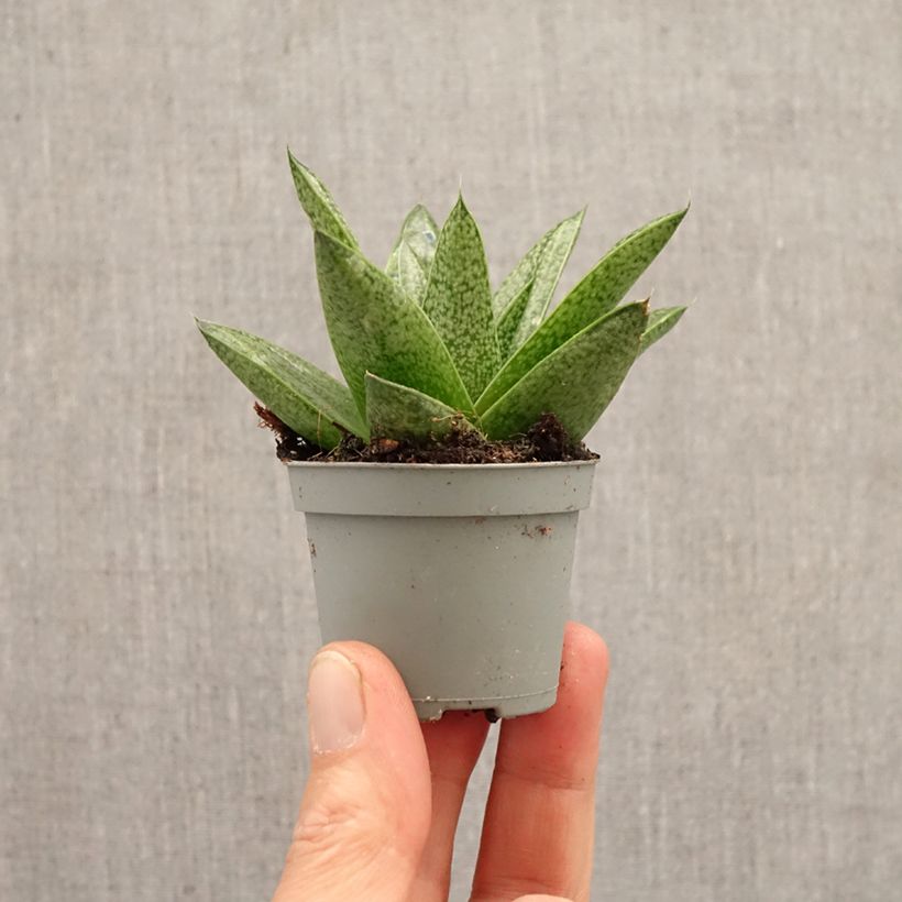 Spécimen de Gasteria D. Tiga Mini-plante tel que livré au printemps
