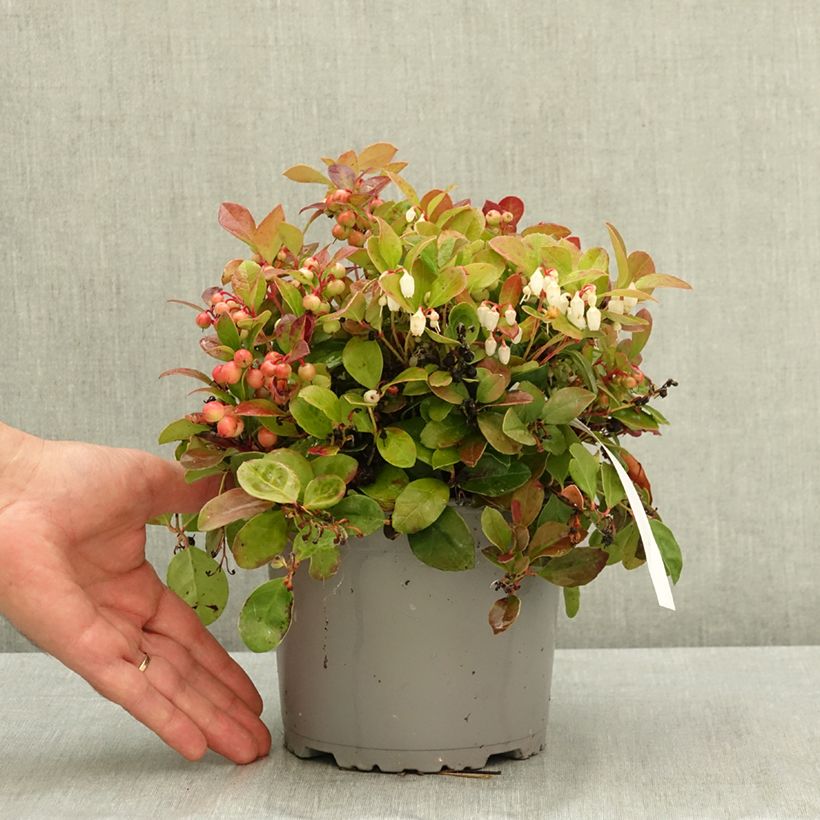 Spécimen de Gaultheria procumbens - Gaulthérie couchée Pot de 2L/3L tel que livré en été