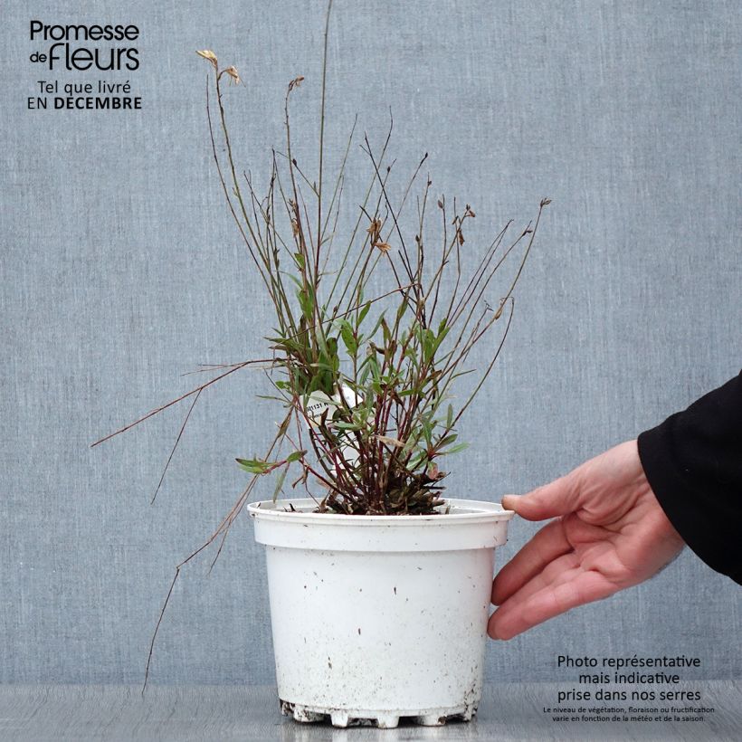 Spécimen de Gaura lindheimeri Blanche - Gaura de Lindheimer  Pot de 2L/3L tel que livré en automne