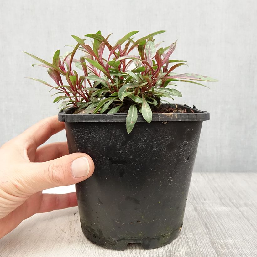 Gaura Blaze Vaso da 2L/3L esemplare consegnato in primavera
