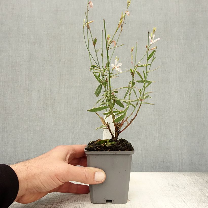 Spécimen de Gaura lindheimeri Corrie's Gold - Gaura de Lindheimer à feuillage panaché Godet de 8/9 cm tel que livré en automne