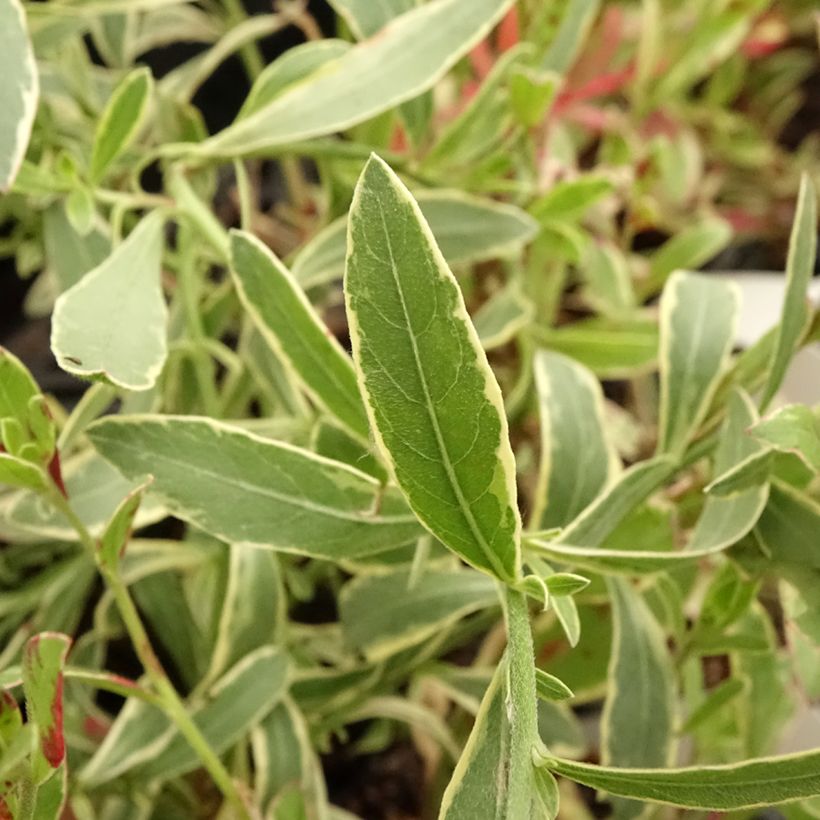 Gaura lindheimeri Freefolk Rosy (Feuillage)
