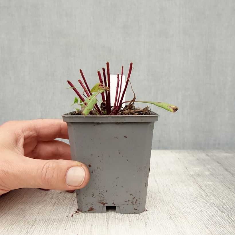 Spécimen de Gaura lindheimeri rose Siskiyou pink Godet de 8/9 cm tel que livré en automne