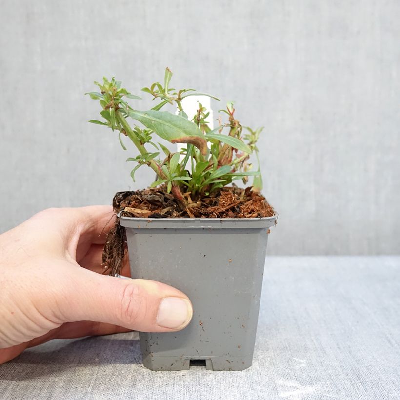 Spécimen de Gaura lindheimeri Snowbird Godet de 8/9 cm tel que livré en hiver