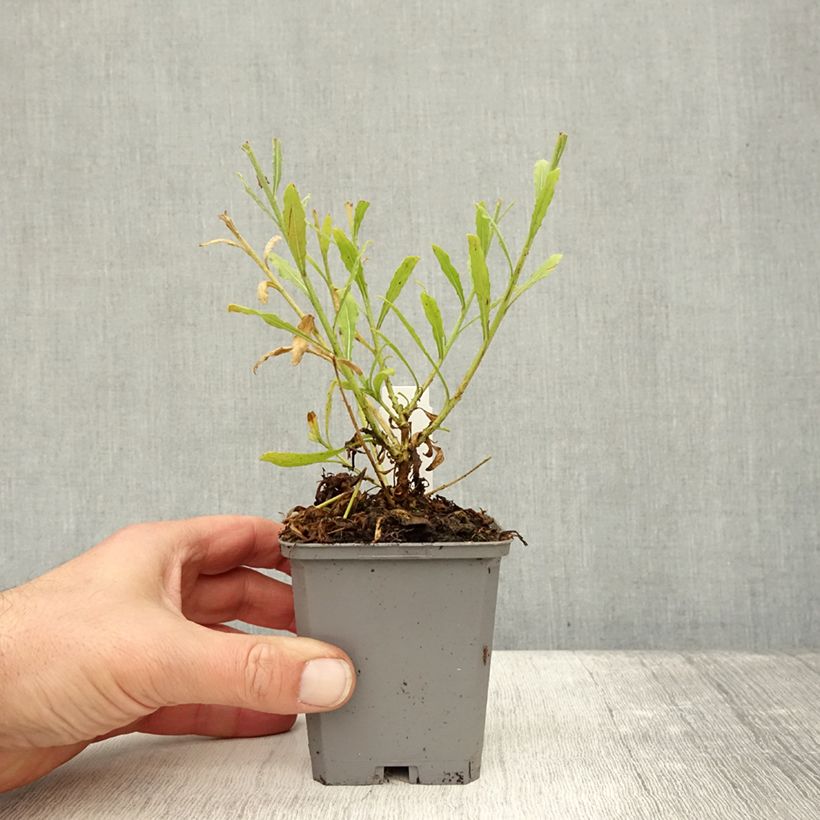 Spécimen de Gaura lindheimeri Snowbird Godet de 8/9 cm tel que livré en automne