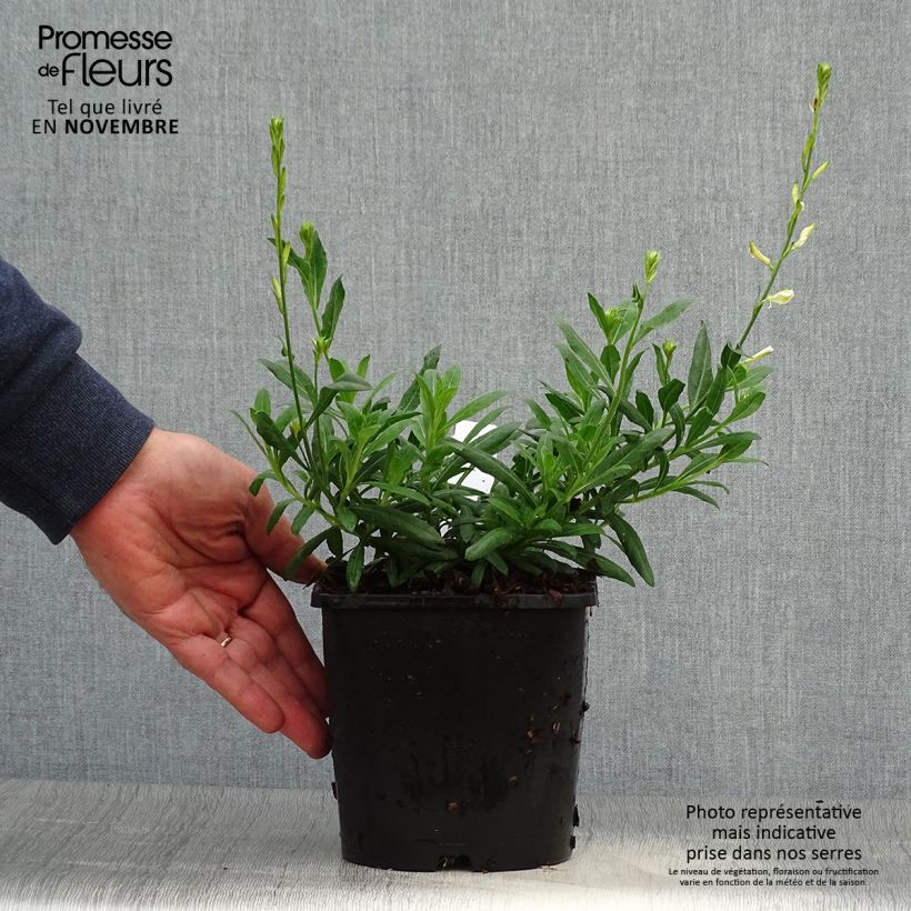Spécimen de Gaura lindheimeri Snowbird Pot de 2L/3L tel que livré en automne