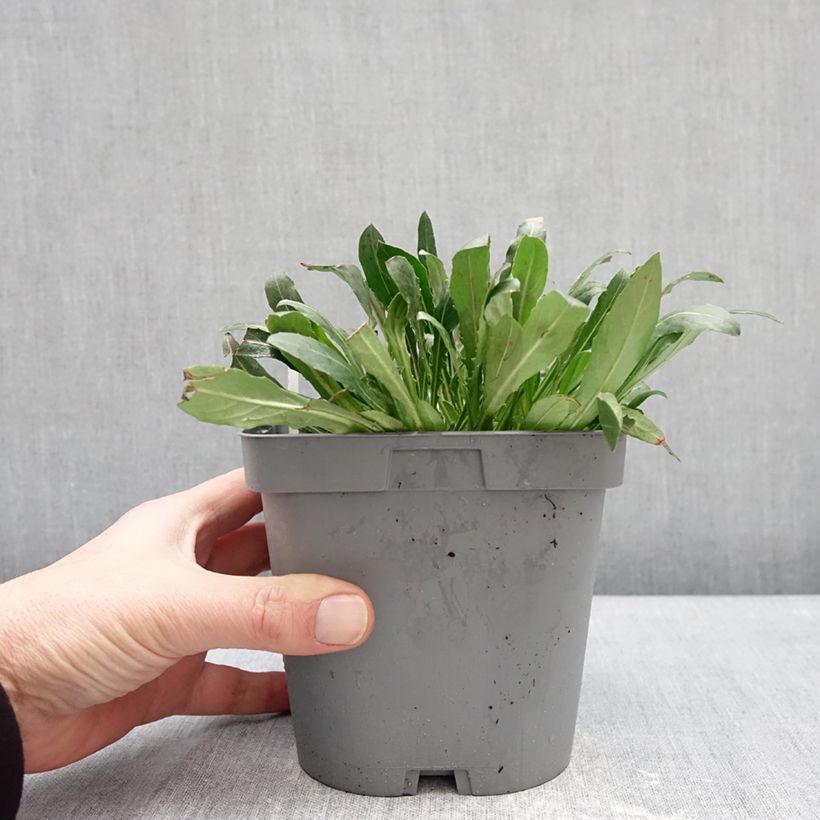 Spécimen de Gaura lindheimeri Summer Breeze - Gaura de Lindheimer Pot de 2L/3L tel que livré en hiver