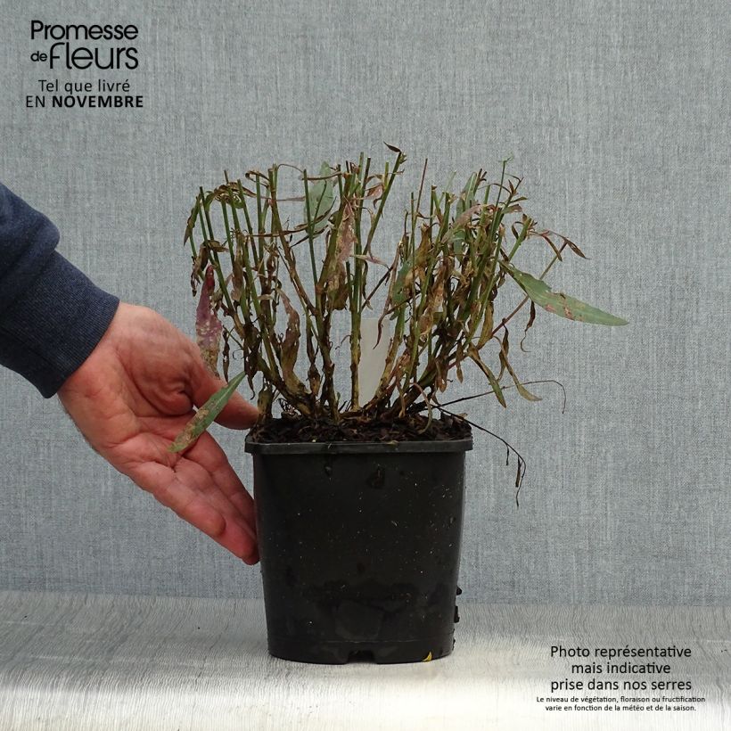 Spécimen de Gaura lindheimeri Whirling Butterflies Pot de 2L/3L tel que livré en automne